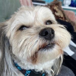 Meet your Posher, Carny